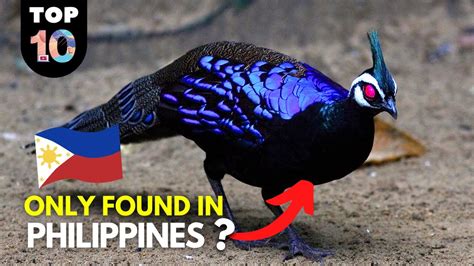 animals that only found in the philippines|27 Things You'll Only See in the Philippines .